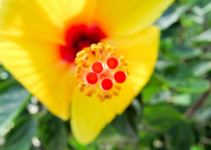 Hibiscus