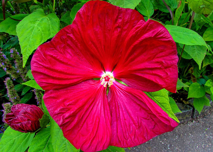 Spring Flower