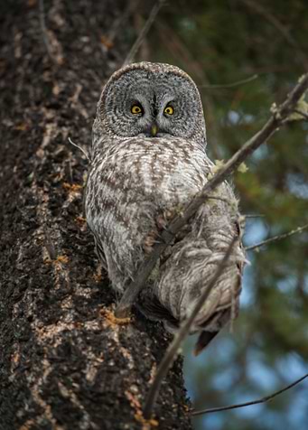 Great Grey Owl