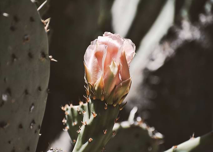 Desert Flower