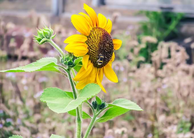 Sunflower