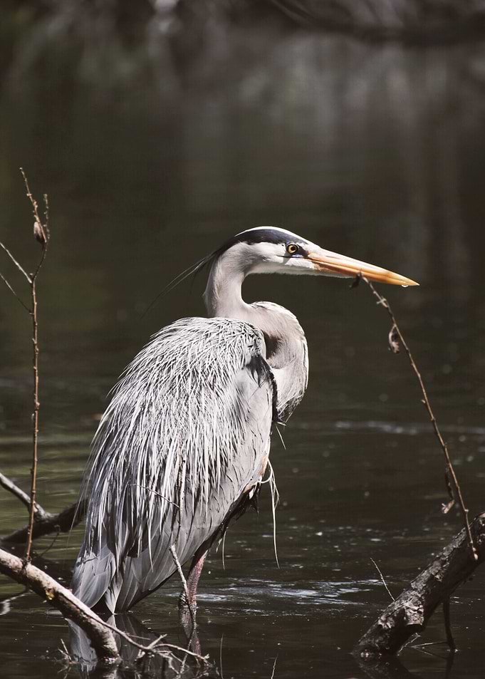 Heron of the Lake