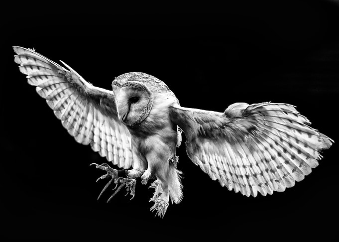 Barn owl in flight