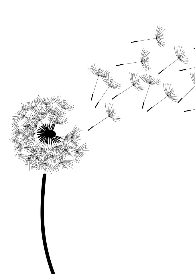 dandelion