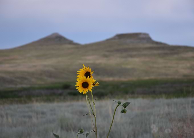 Bloom