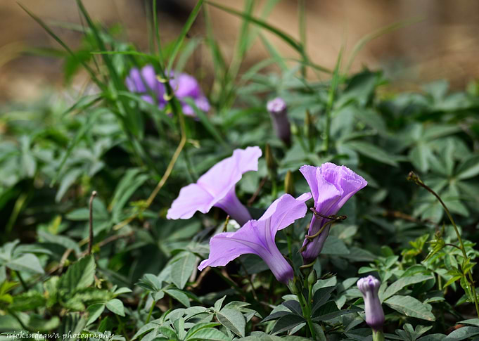 The Morning Glory Flower