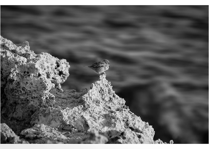 Little bird
