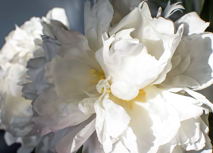 White Peony in Sunlight with