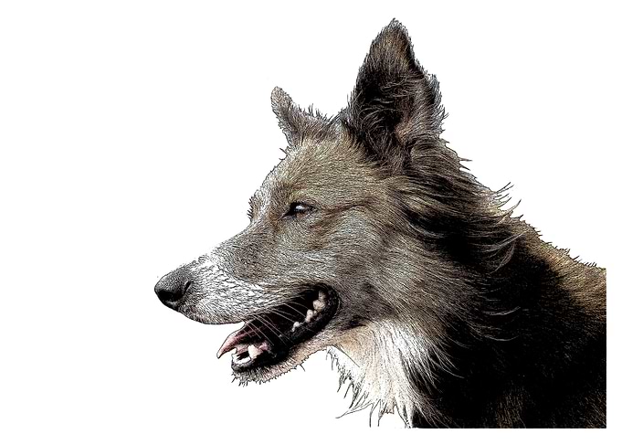 Red Collie
