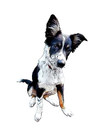 Collie Pup
