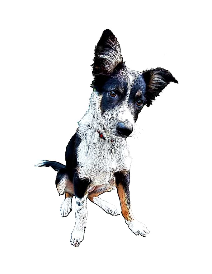 Collie Pup