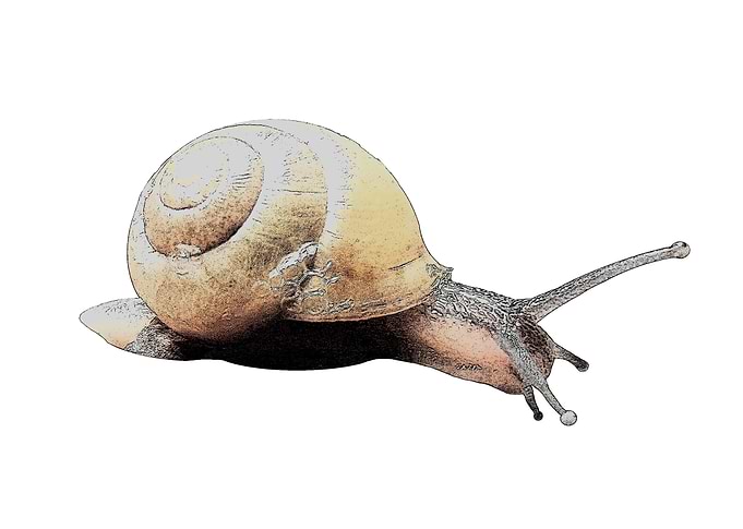 Snail