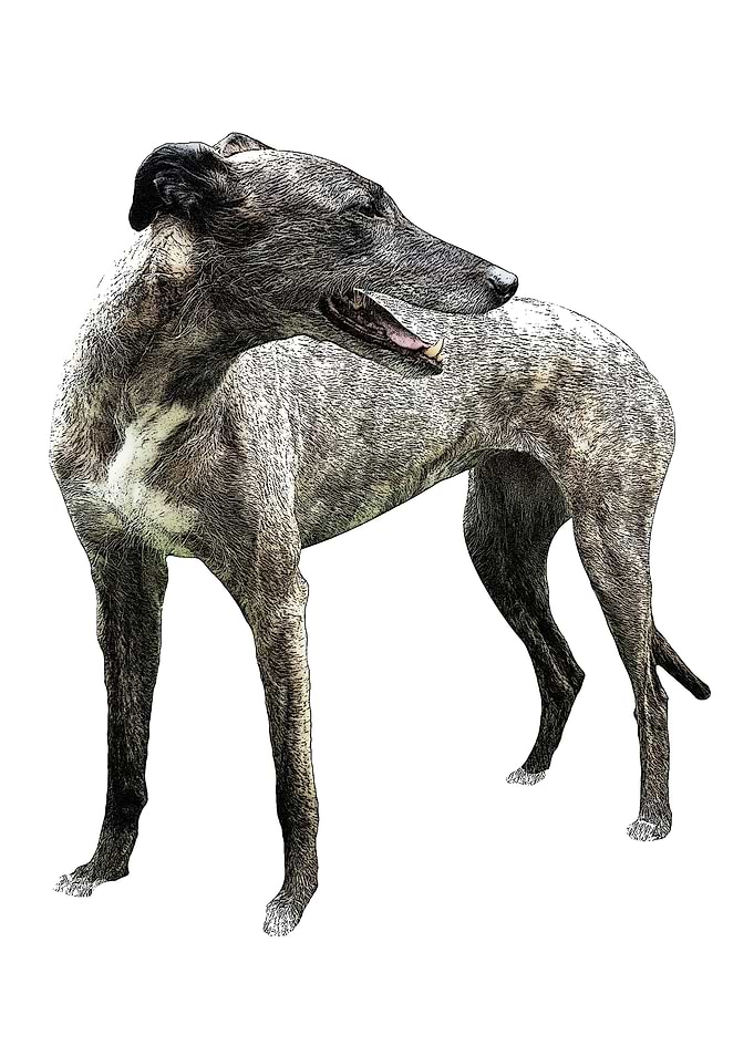 Lurcher 1