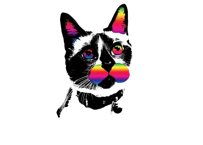Rainbow kitty