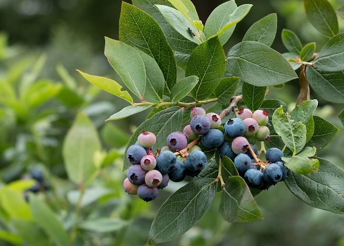 Blueberries