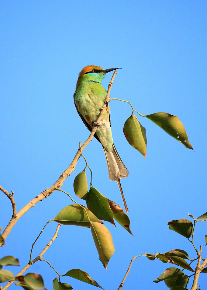 Green Bee Eater Bird, New Del