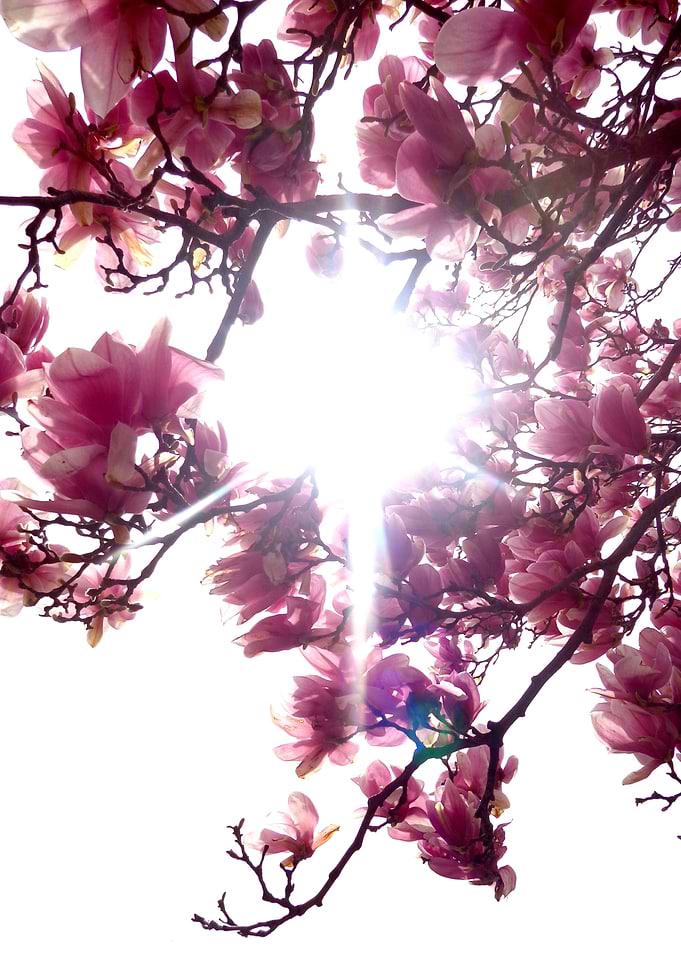 Springtime Bliss