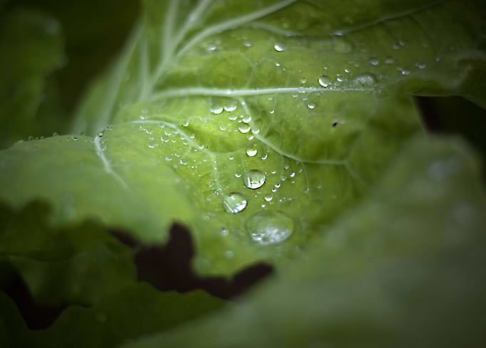 Cabbage