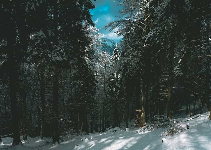 Fairy Forest