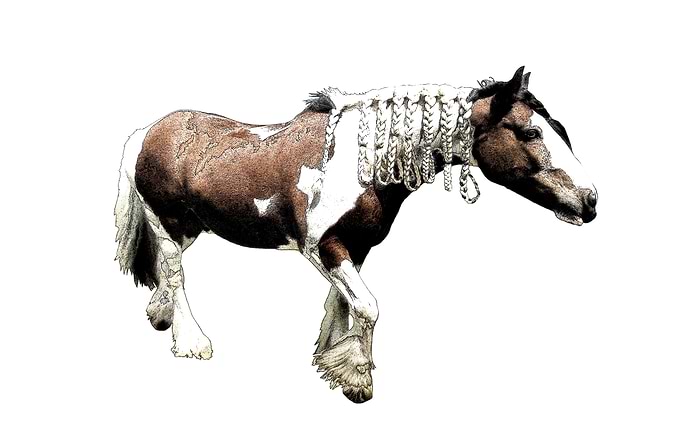 Gypsy Cob 1