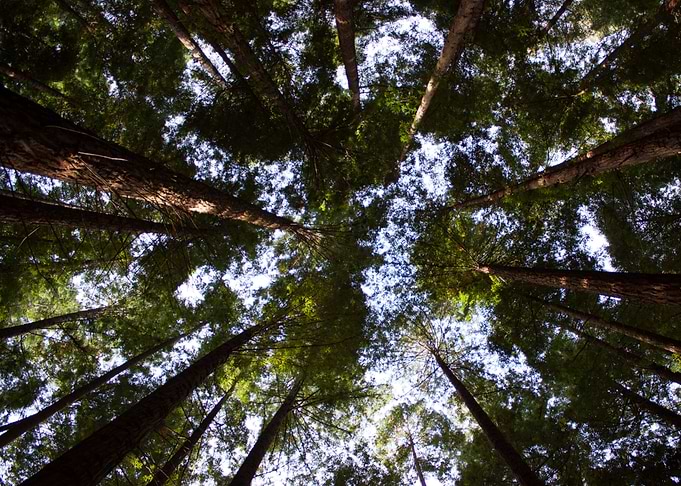 Sequoias