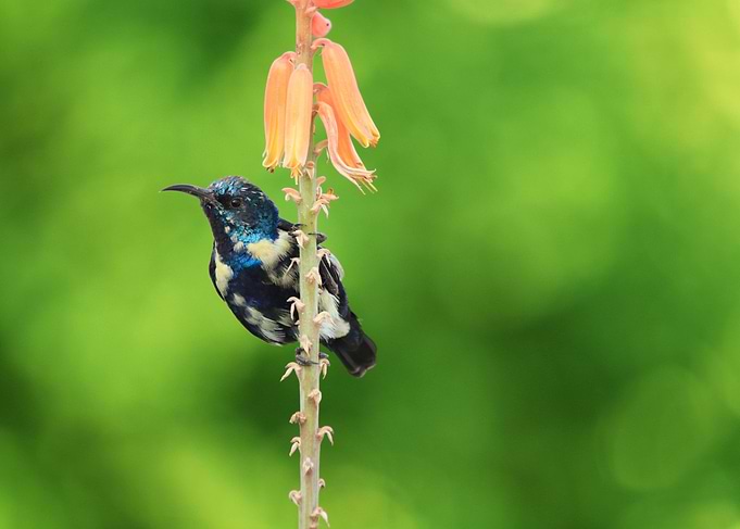 Beautiful Purple Sunbird in I