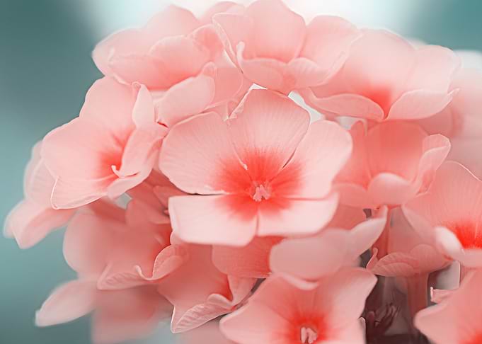 Pink Blossom