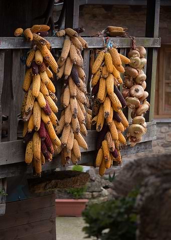 Corn and onions