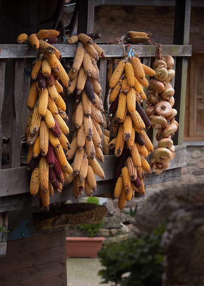 Corn and onions