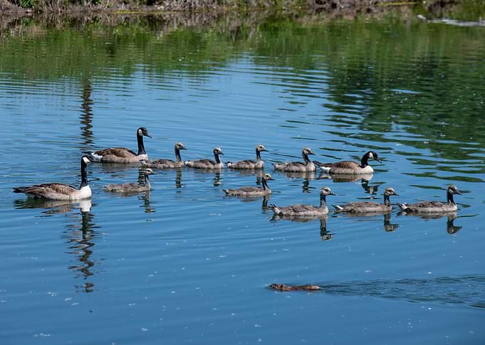 Canadian Goslings swimming wi
