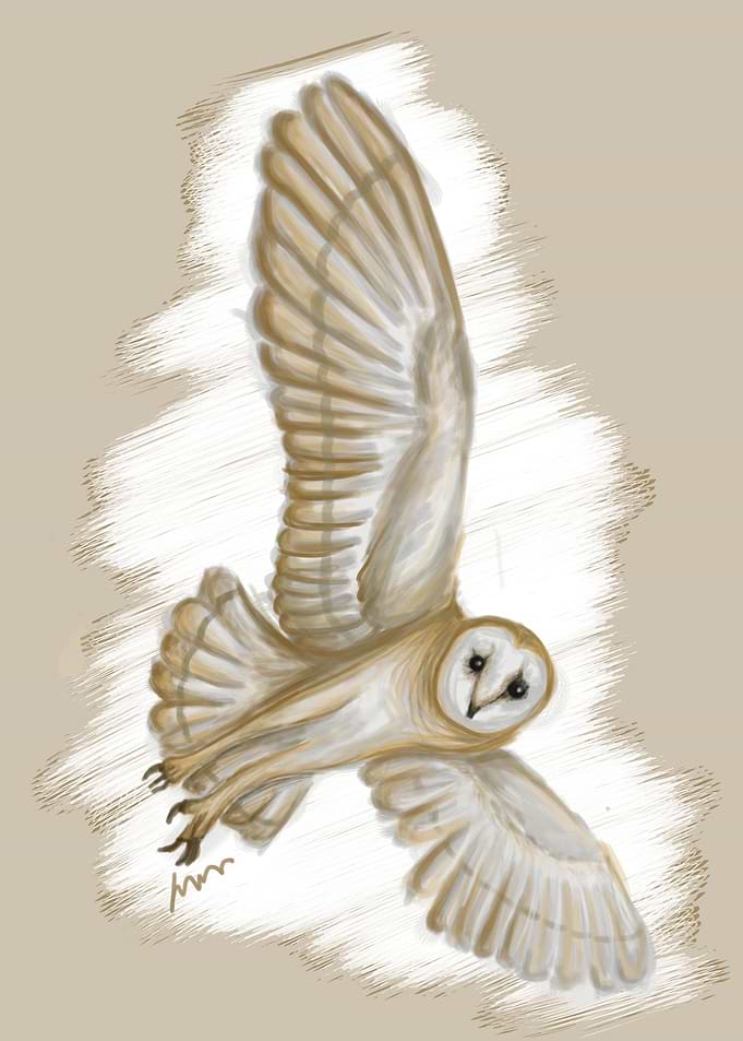 Owl