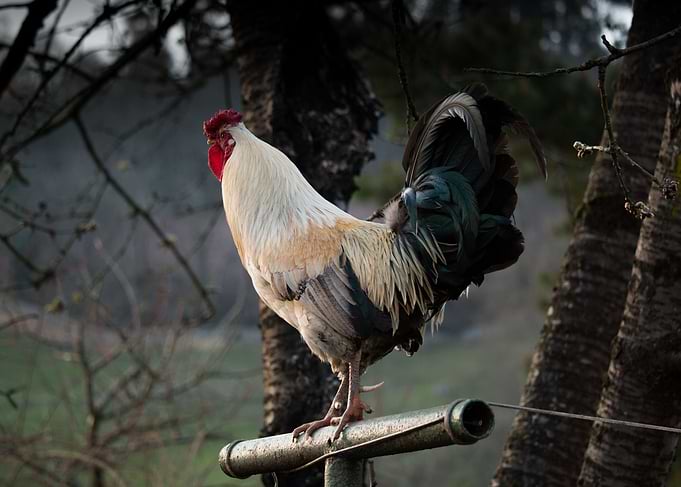 Cock