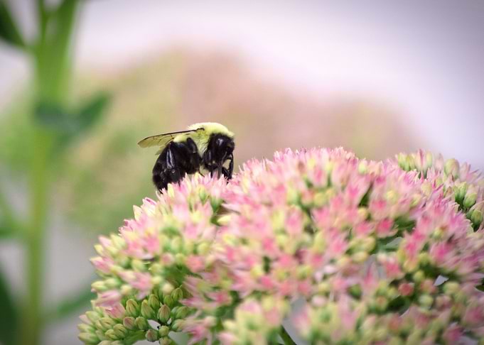 bumblebee