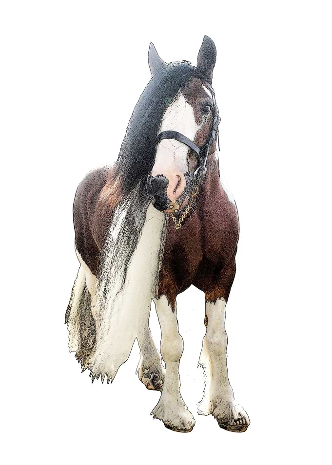 Gypsy Cob 2