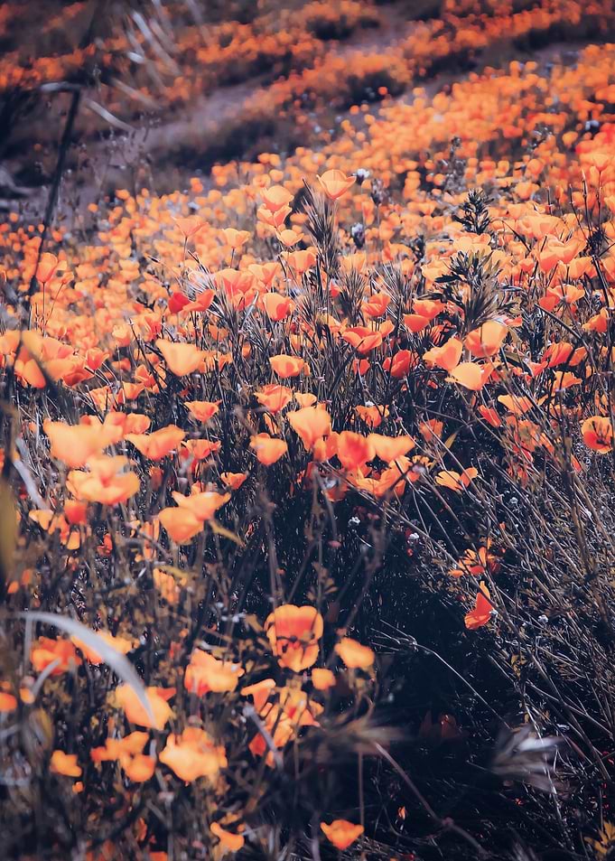 poppy flower field