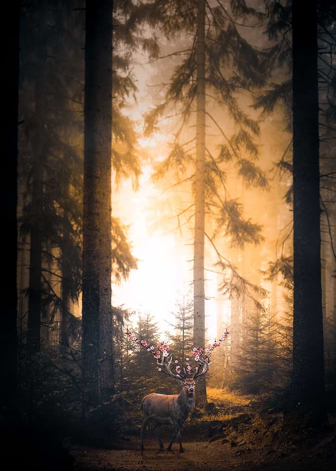 The Morning Light
