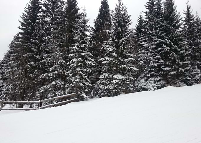 Snowy Pine Trees