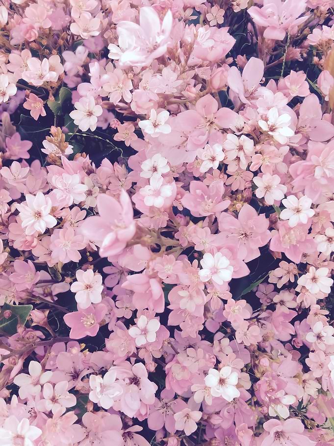 blooming pink flower pattern