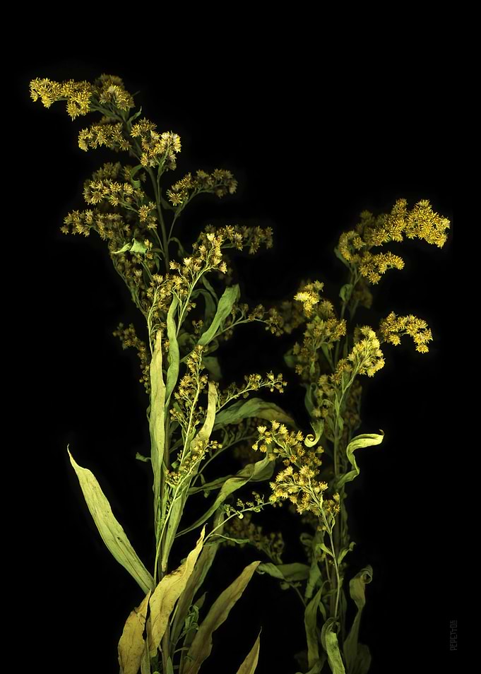 Yellowish Flowering