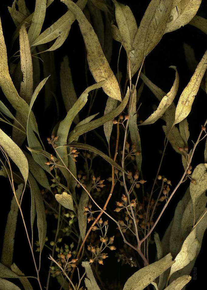 Inside the Eucalyptus