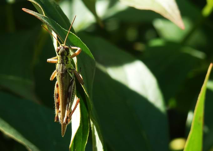 Grasshopper