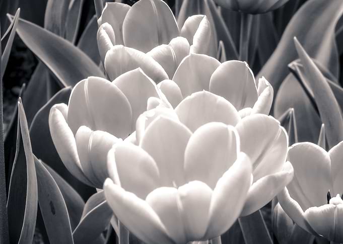 Tulips BW