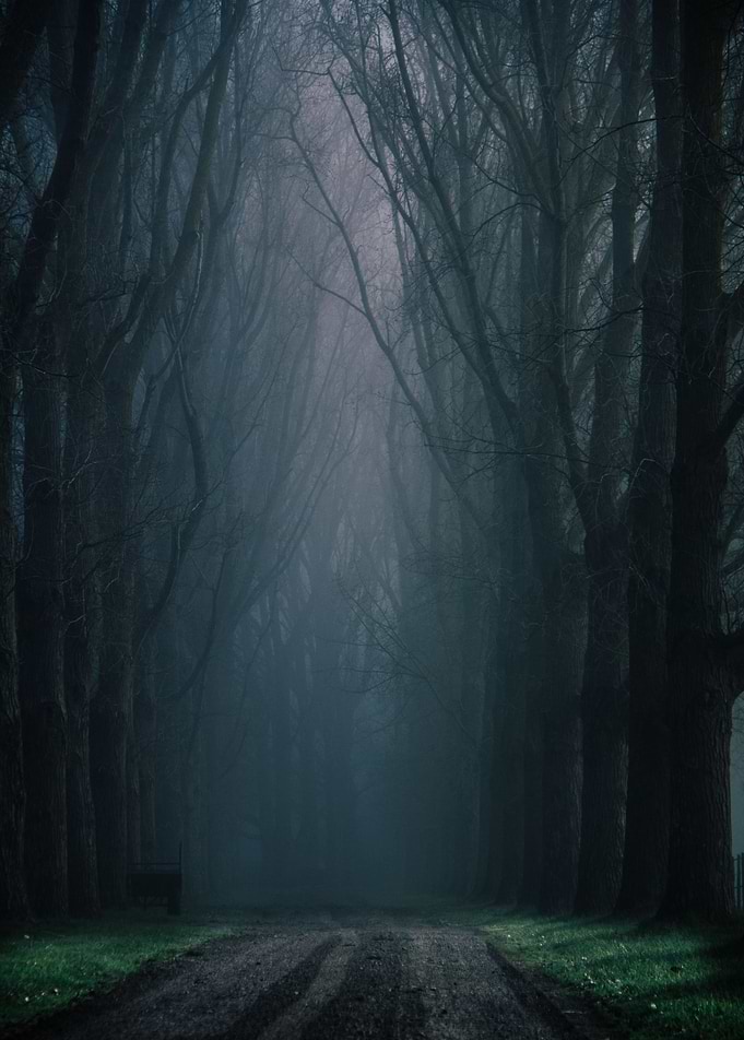 Walking Into the Forest