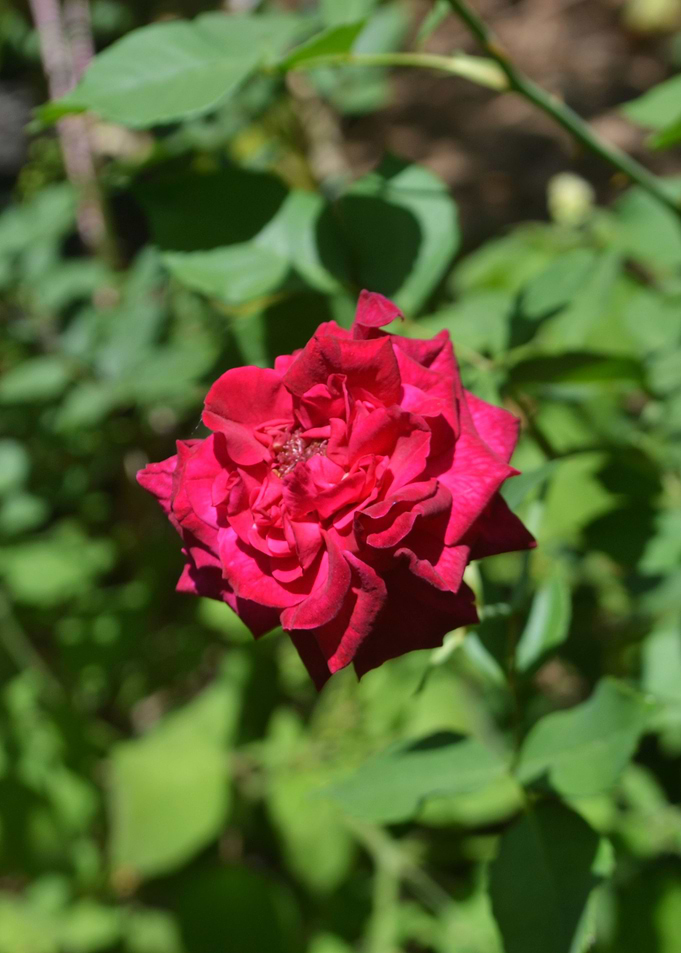 Red Rose