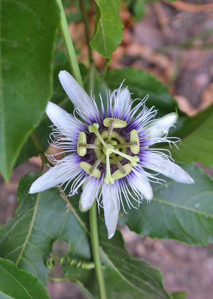 Parchita Flower