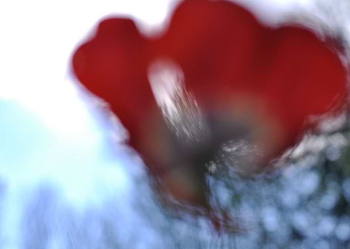Tulip on the wind