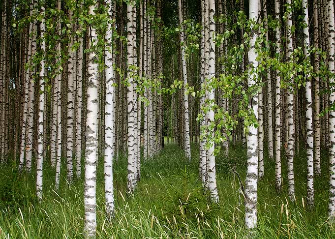Birch trees