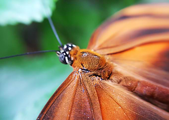 Orange Butterfly Macro