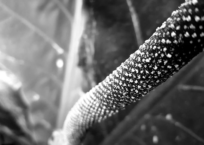 Black and White Pollen Macro