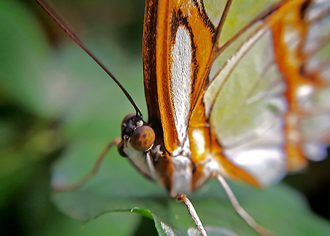 Orange Butterfly Macro 2
